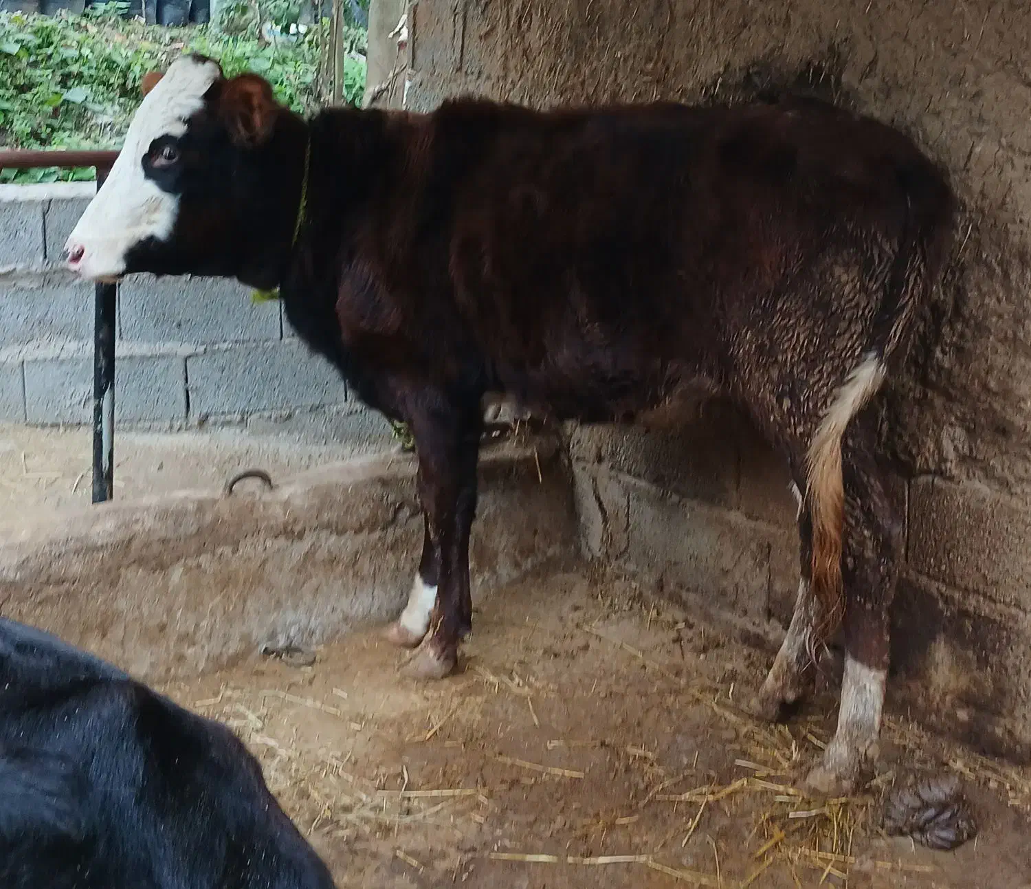 تلیسه سیمینتال|حیوانات مزرعه|لاهیجان, لیل|دیوار