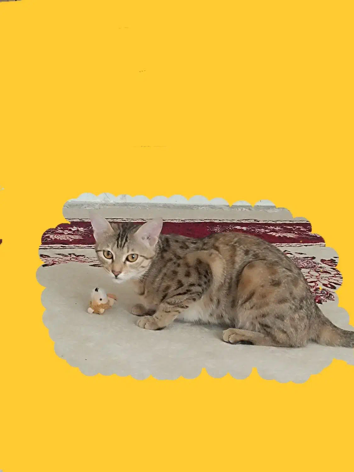 گربه گمشده  مژدگانی عالی|حیوانات|ایلام, |دیوار