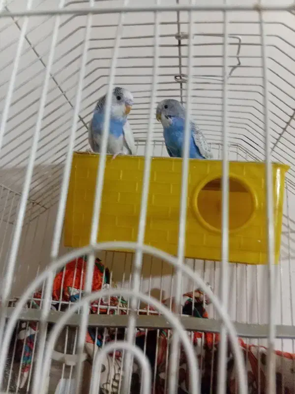 مرغ عشق|پرنده|بزینه رود, |دیوار