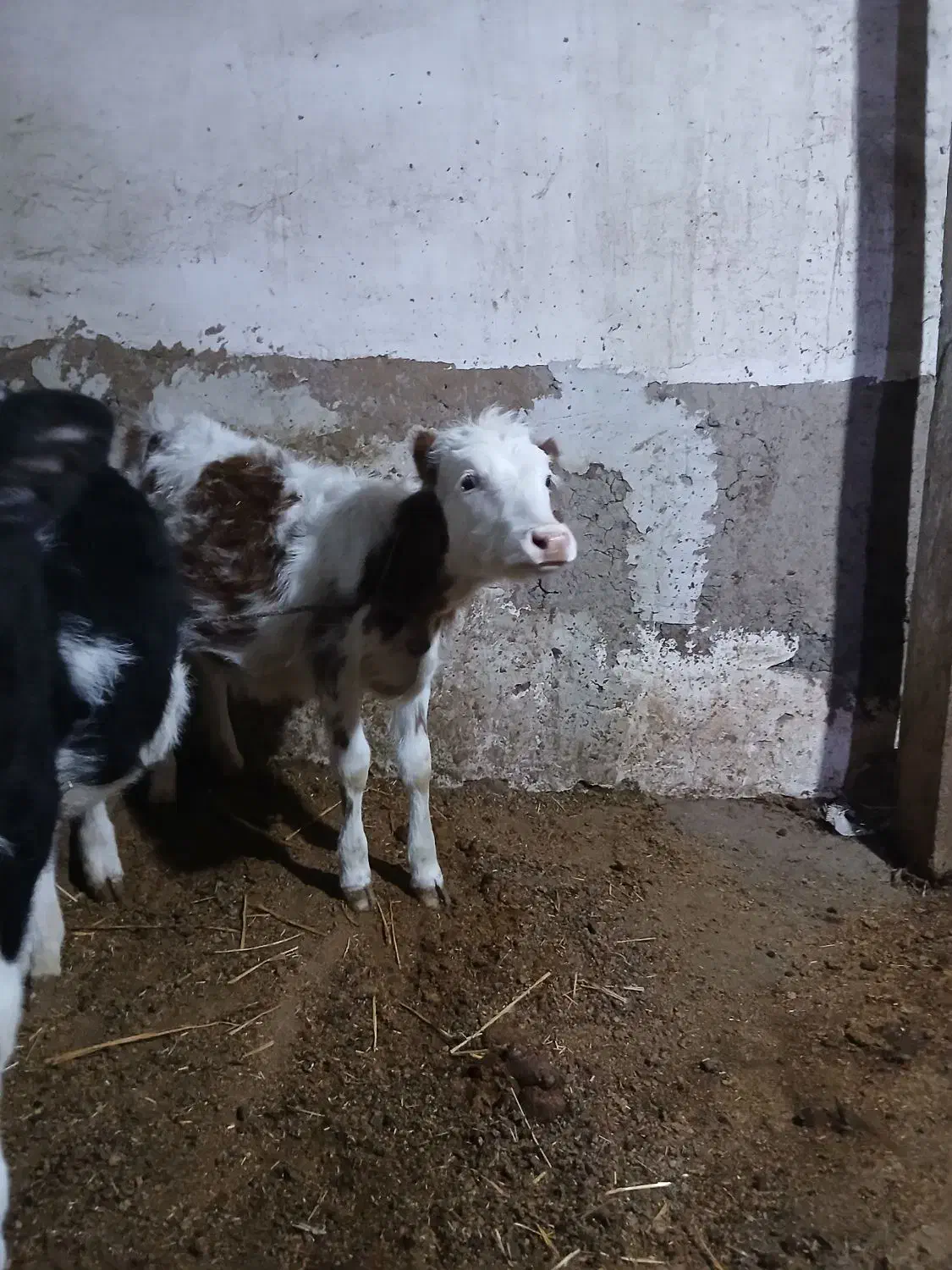 گوساله نر وماده|حیوانات مزرعه|ویلکیج, |دیوار