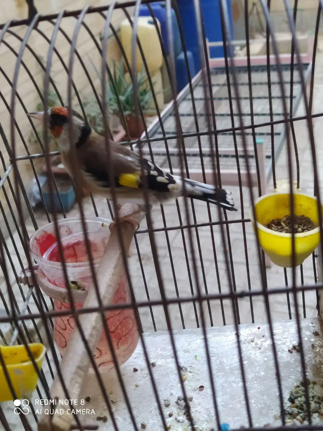 سهره بروجرد|پرنده|خوی, |دیوار