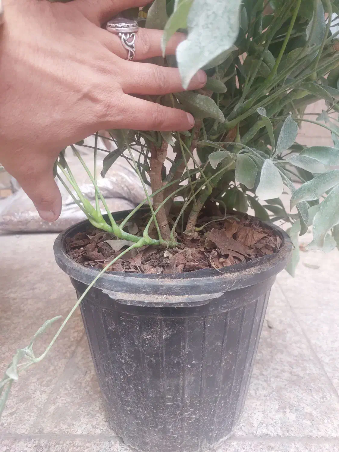 شفلرا سطل ۱۰ بزرگ|گل و گیاه طبیعی|تهران, سازمان آب|دیوار