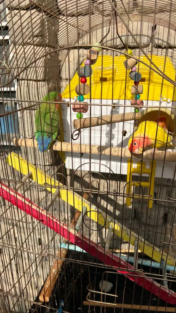 طوطی برزیلی اهلی تحویل درب منزل|پرنده|ارومیه, |دیوار