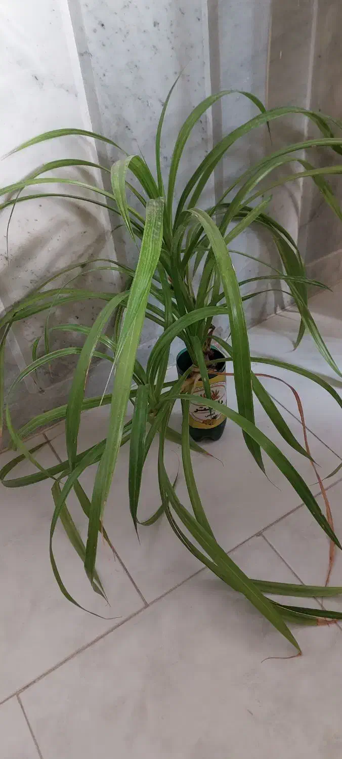 گل پاندانوس|گل و گیاه طبیعی|نیشابور, شهرک اندیشه|دیوار