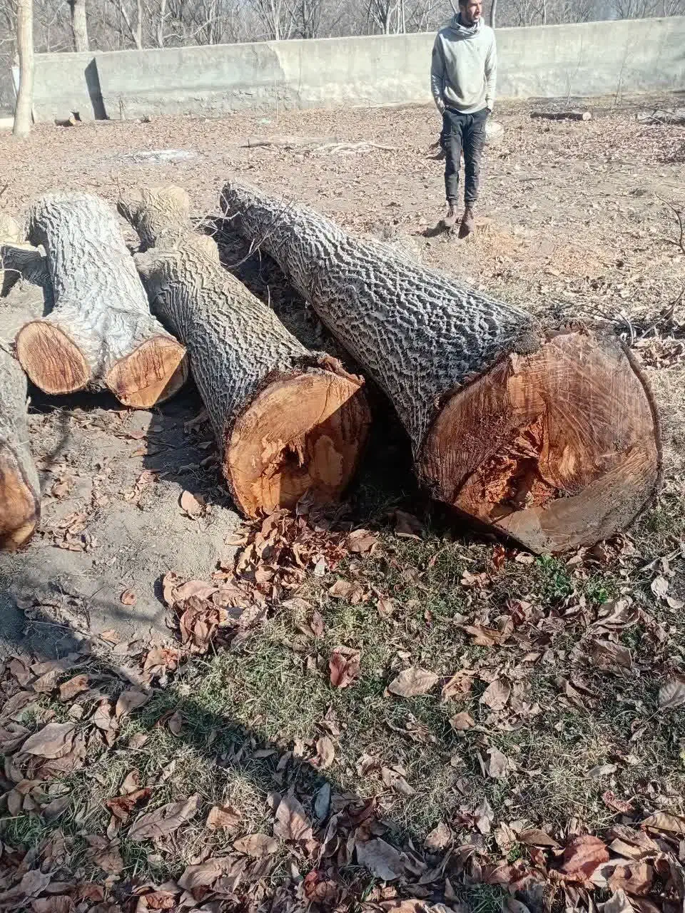 ۳۰ تن تنه گردوی سیاه|عمده‌فروشی|ری, شهرک نظامی|دیوار