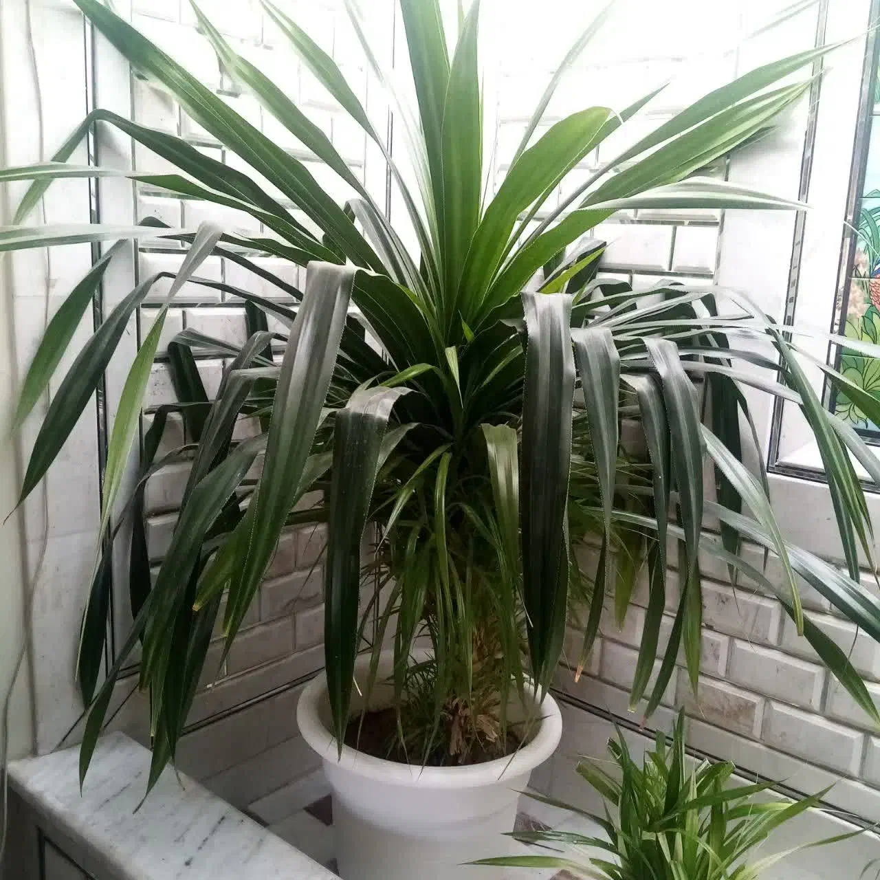 پاندانوس ابلق زیبا مناسب فضاهای بزرگ مانند لابی|گل و گیاه طبیعی|اصفهان, خانه اصفهان|دیوار