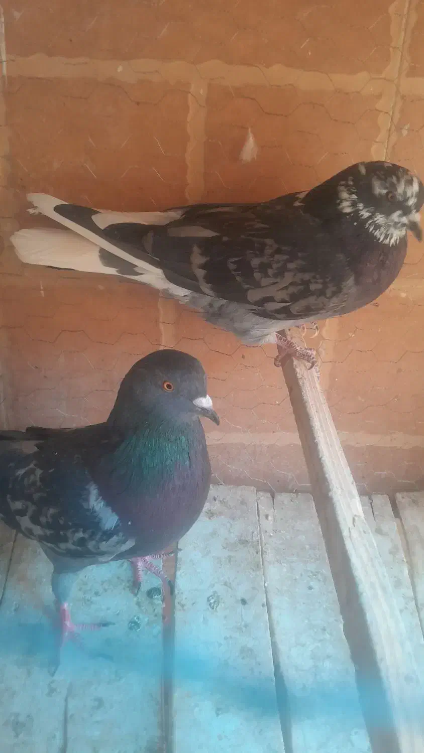 کبوتر تهرانی|پرنده|نائین, |دیوار