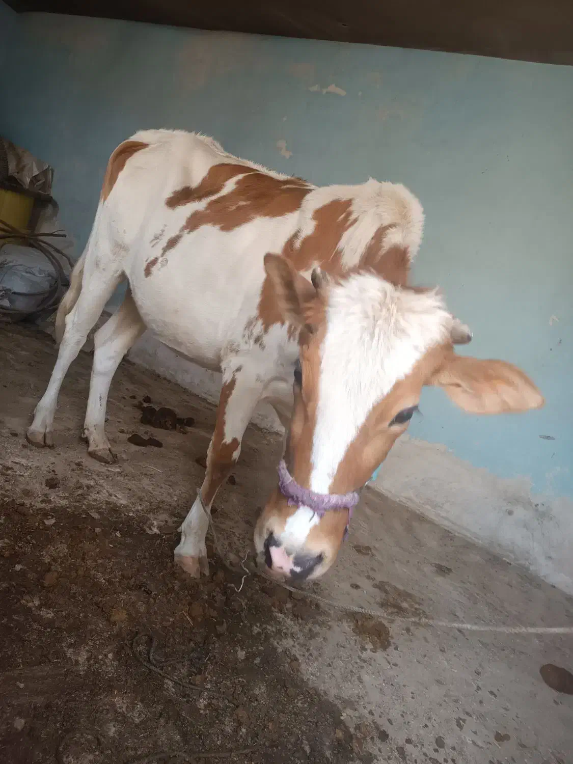 گاو جرسی حامله 7 ماهه|حیوانات مزرعه|بندر ماهشهر, |دیوار