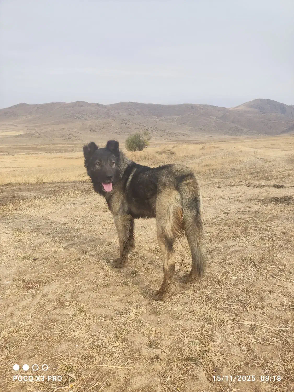 سگ سرابی|سگ|مهربان, |دیوار