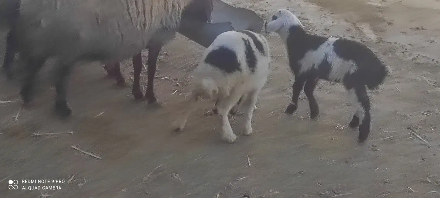 میش بره|حیوانات مزرعه|خنداب, |دیوار