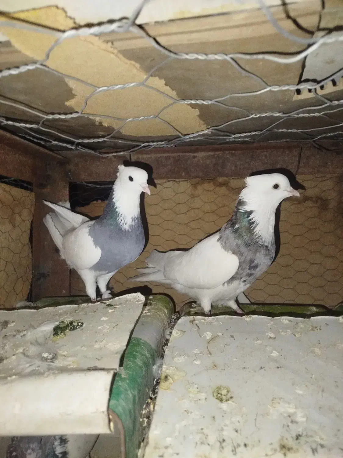 طوقی|پرنده|جیرفت, |دیوار