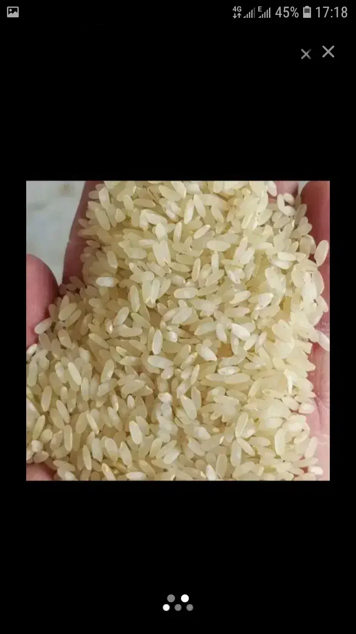 باسلام فروش ۲۵۰کیلو برنج کامفیروزی درجه یک|خوردنی و آشامیدنی|کامفیروز, |دیوار