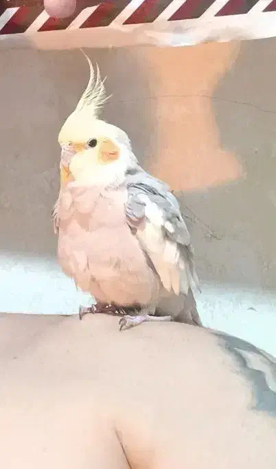 گم شده|حیوانات|گرگان, |دیوار