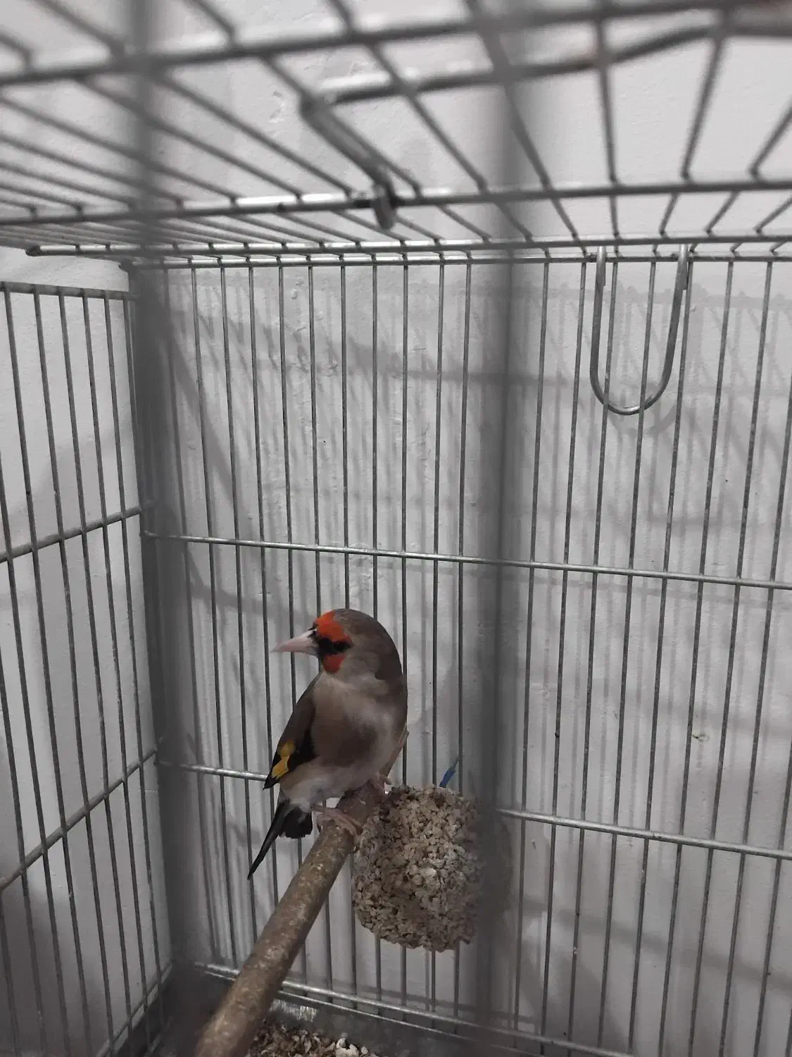 سهره انتیک|پرنده|ری, امین آباد|دیوار