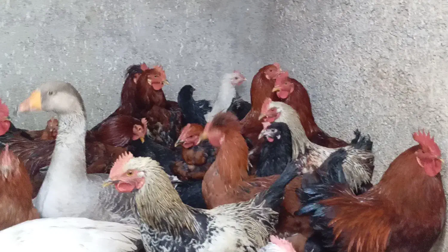 خروس مرغ غاز|حیوانات مزرعه|پیشوا, |دیوار