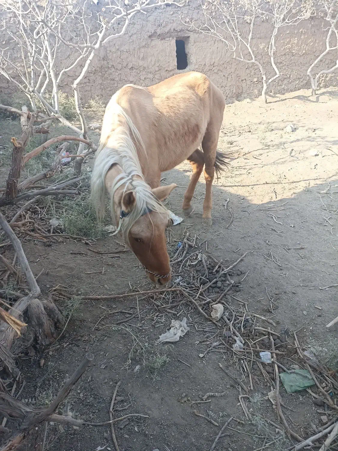 اسب فروشی|اسب و تجهیزات اسب‌سواری|جوین, |دیوار