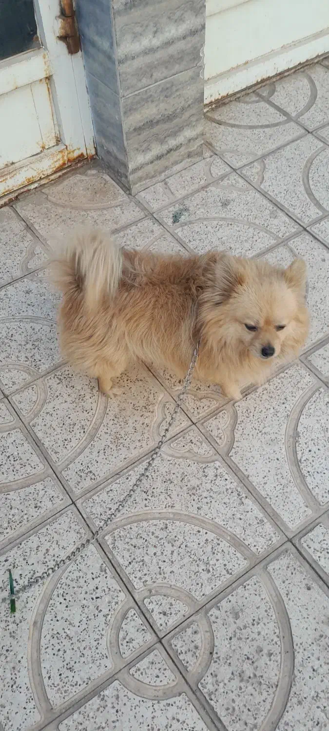 واگذاری سگ|سگ|تربت جام, خیرآباد|دیوار