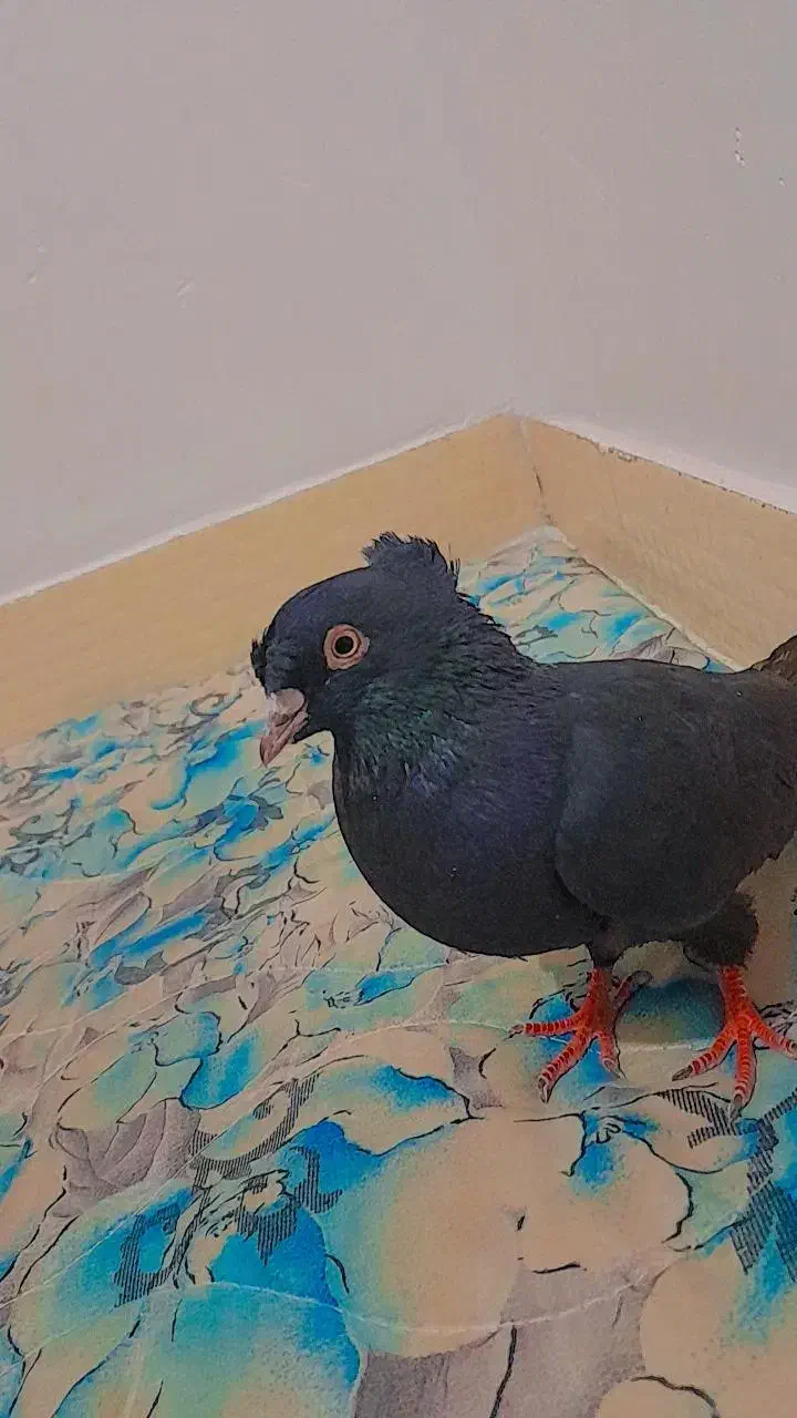 کفتر|پرنده|داراب, |دیوار