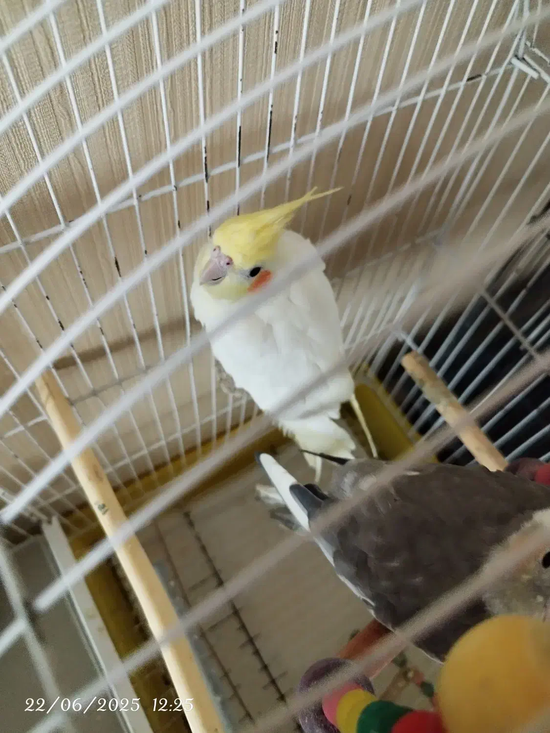 عروس هلندی جفت با قفس و لوازم زرنگ و باهوش دستی|پرنده|مشهد, نوید|دیوار