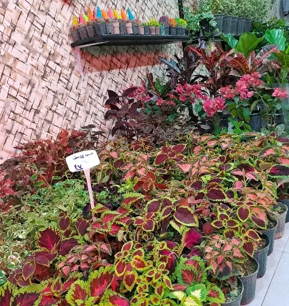 حراج گل های آپارتمانی|گل و گیاه طبیعی|اصفهان, پوریای ولی|دیوار