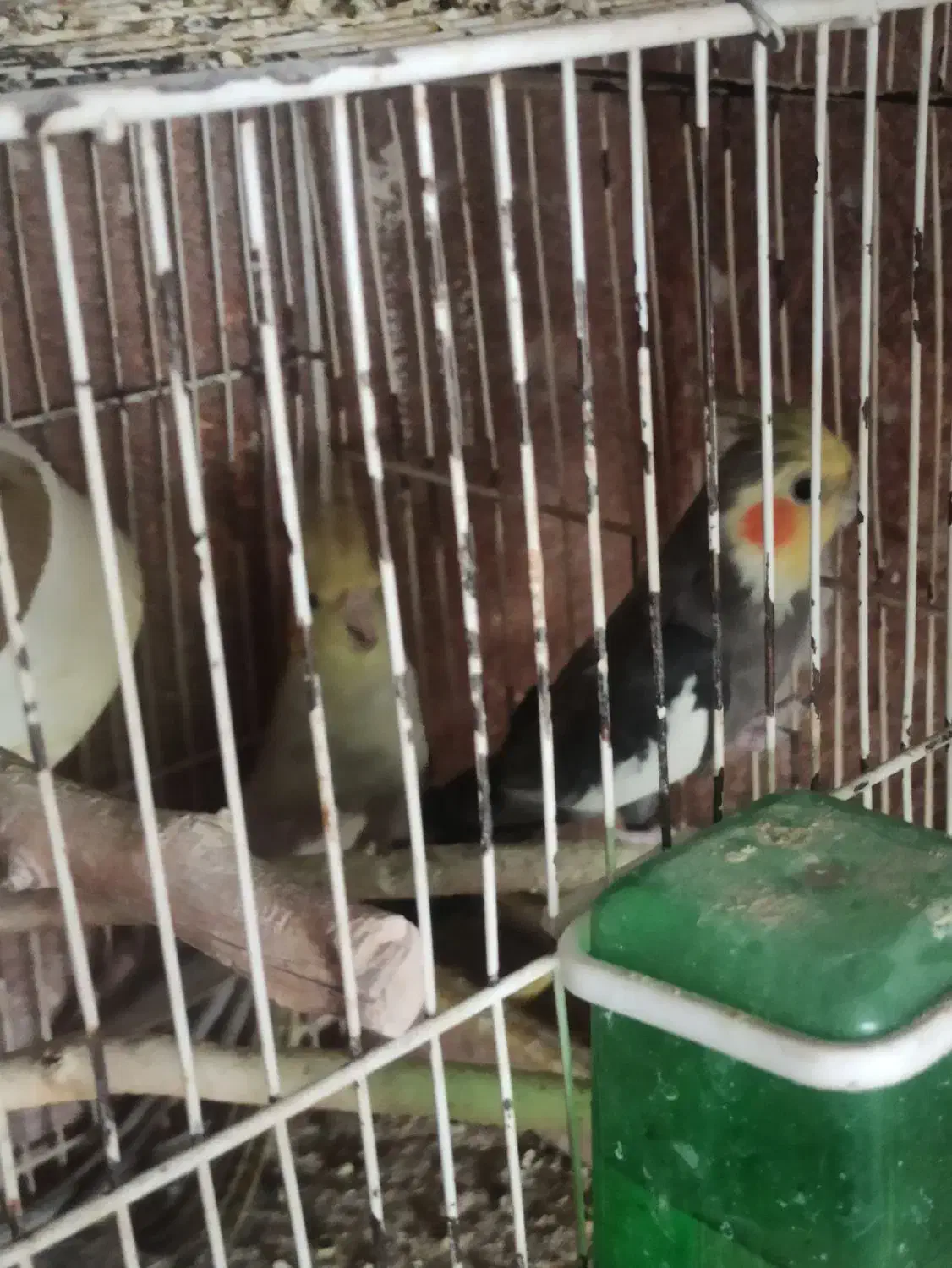 تعدادی پرنده با قیمت مناسب به فروش میرسد|پرنده|مشهد, جاهد شهر|دیوار