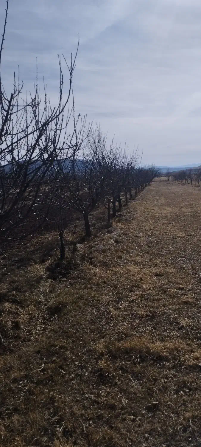 باغ سیب|فروش زمین و ملک کلنگی|میاندوآب, |دیوار