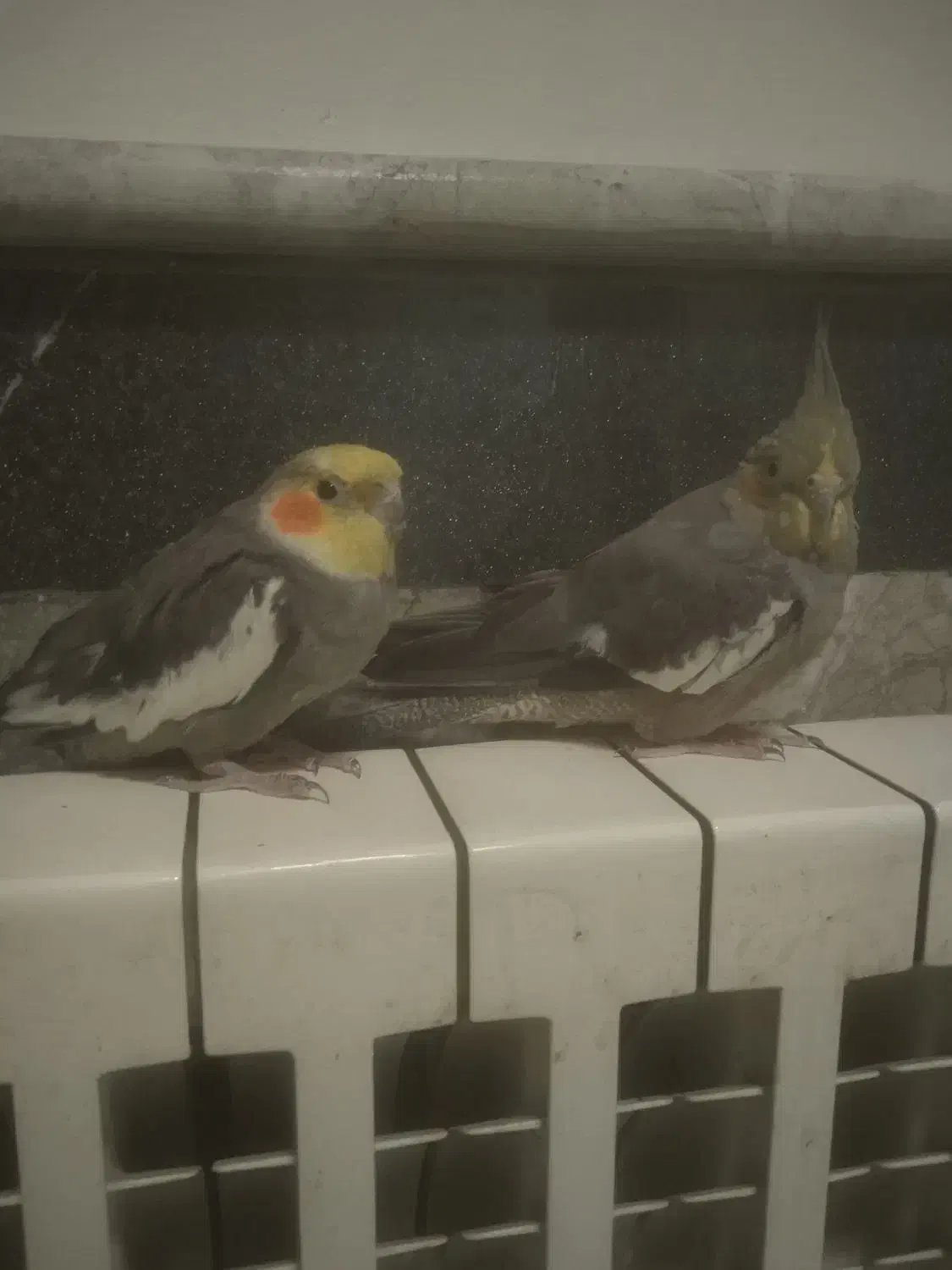 عروس هلندی|پرنده|رشت, سعدی (تختی)|دیوار