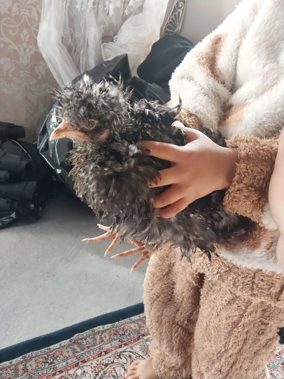 پرنده|پرنده|تبریز, |دیوار