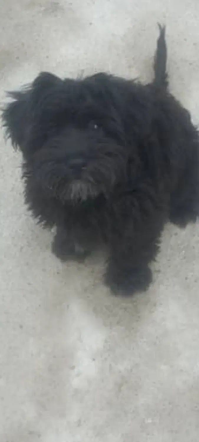 واگذاری طوله دوماه ونیم|سگ|شاهدشهر, |دیوار