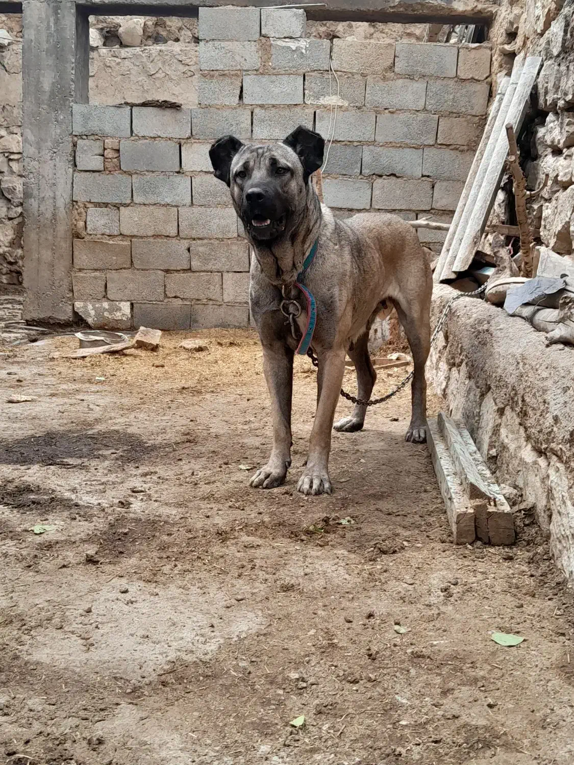 سگ ماده سرابی شکم طلا به شرط|سگ|اردبیل, |دیوار