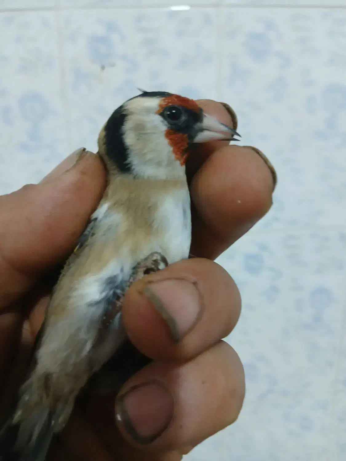 ی سهره نر گل بلند|پرنده|قزوین, |دیوار