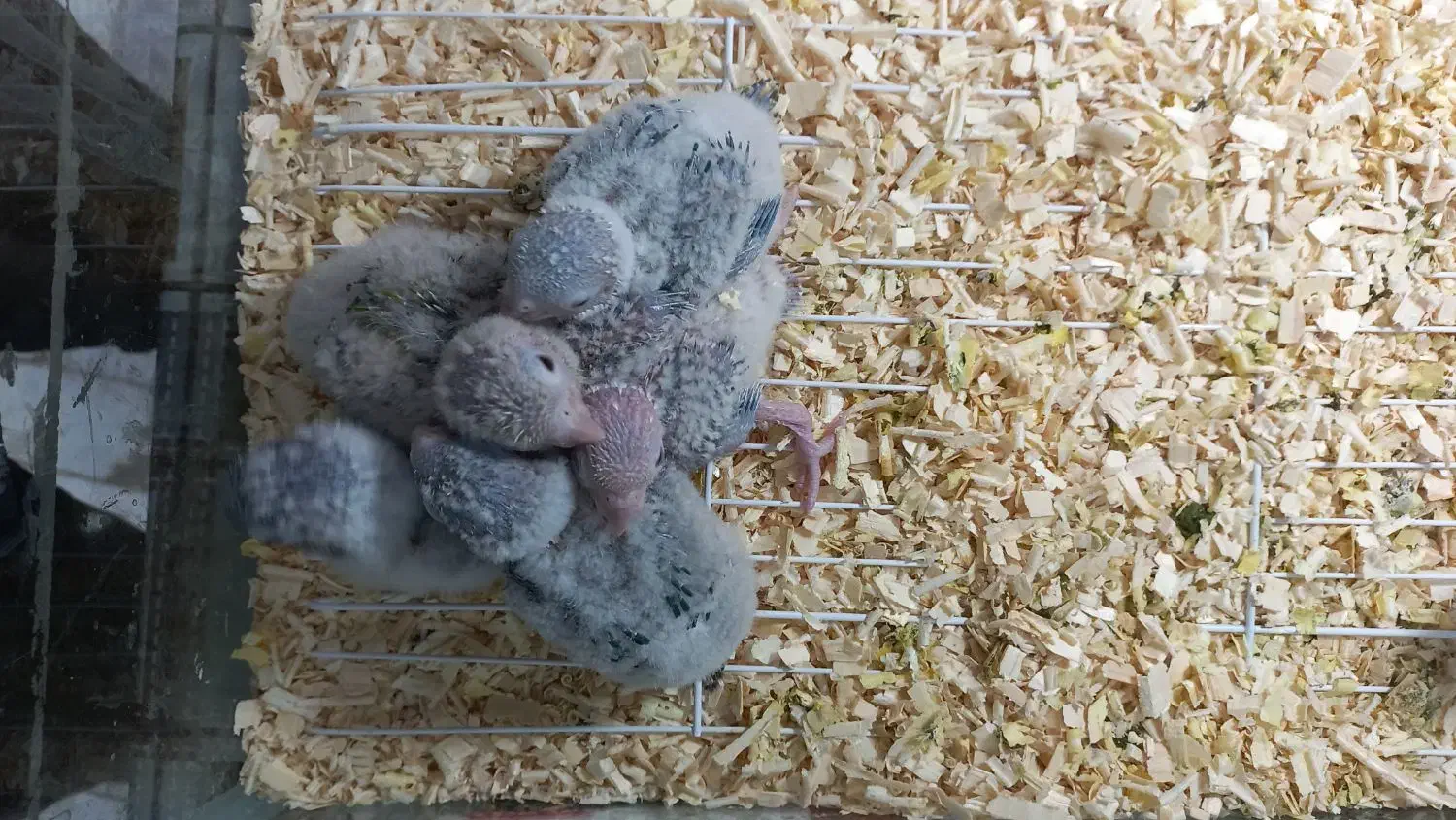 ۵عدد جوجه گرینچیک|پرنده|اردکان, |دیوار