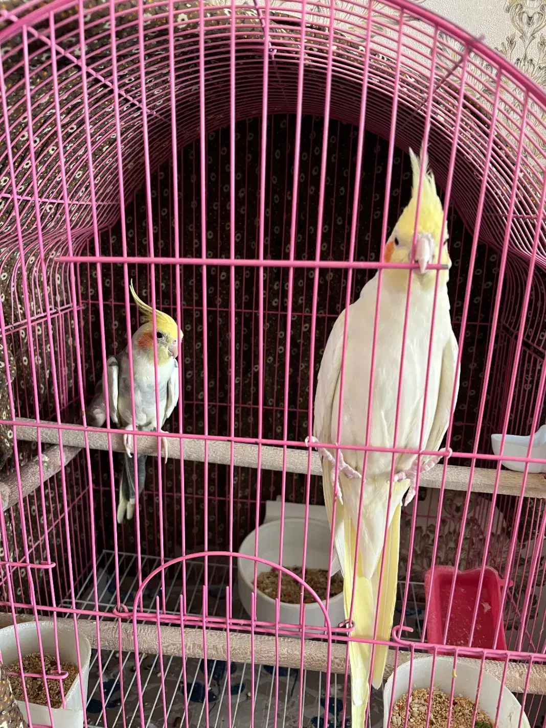 عروس هلندی مولد با قفس|پرنده|شاهینشهر, عطار|دیوار