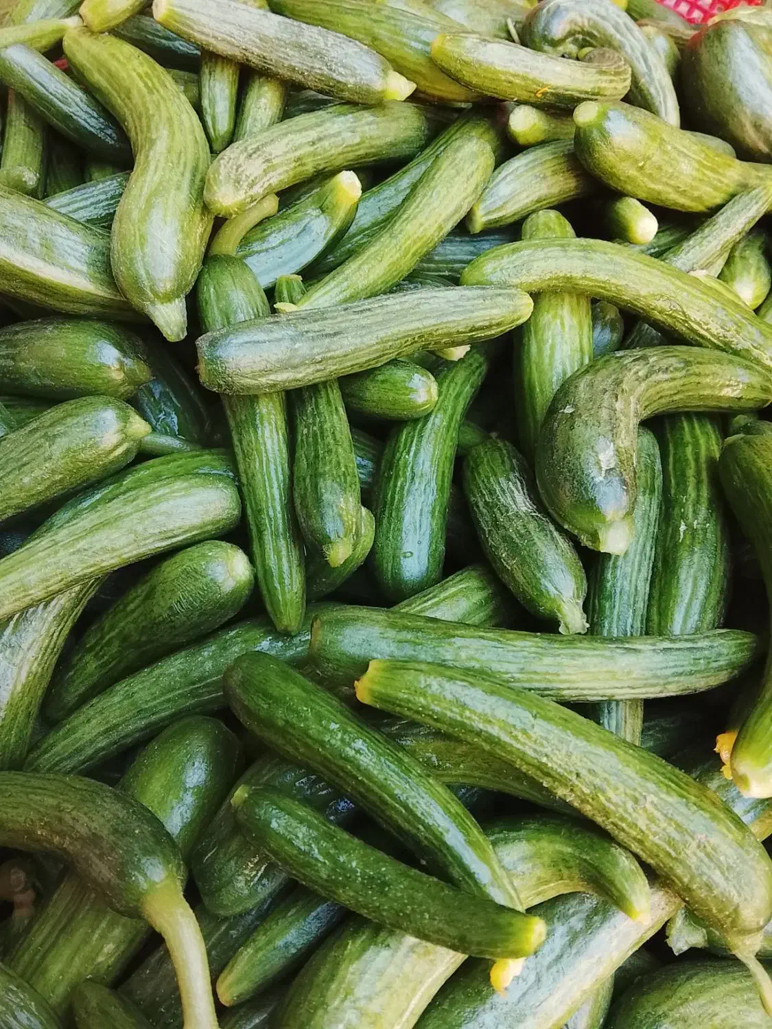 خیارشور ترد و خوشمزه|حراج|دهدشت, |دیوار