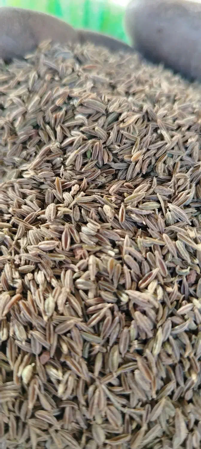 فروش زیره سبز|عمده‌فروشی|نیشابور, شهرک اندیشه|دیوار