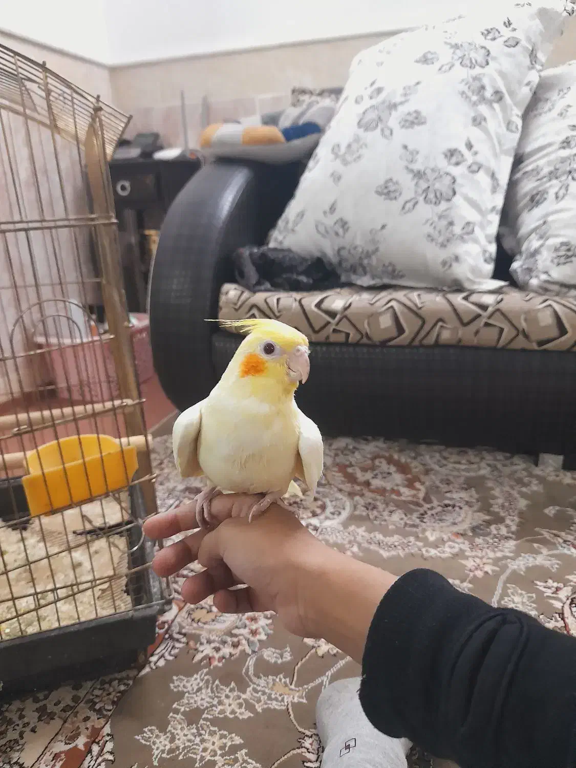 جوجه عروس|پرنده|قنوات, |دیوار