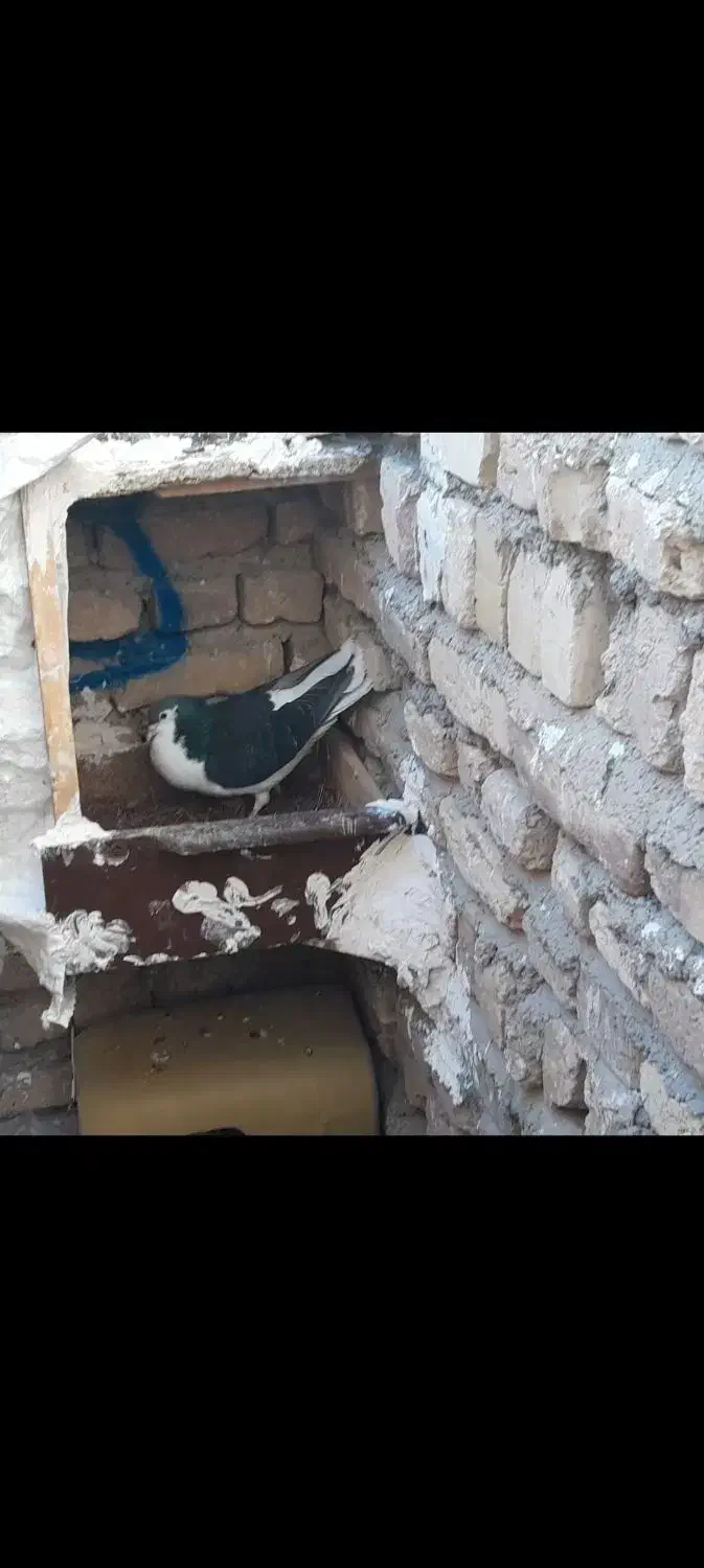 ساده‌نر|پرنده|سلامی, |دیوار