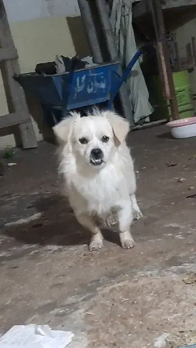 ارزش نداره ولی خوب ماله کسی بود پیشم بود گوم شده|حیوانات|شوشتر, |دیوار