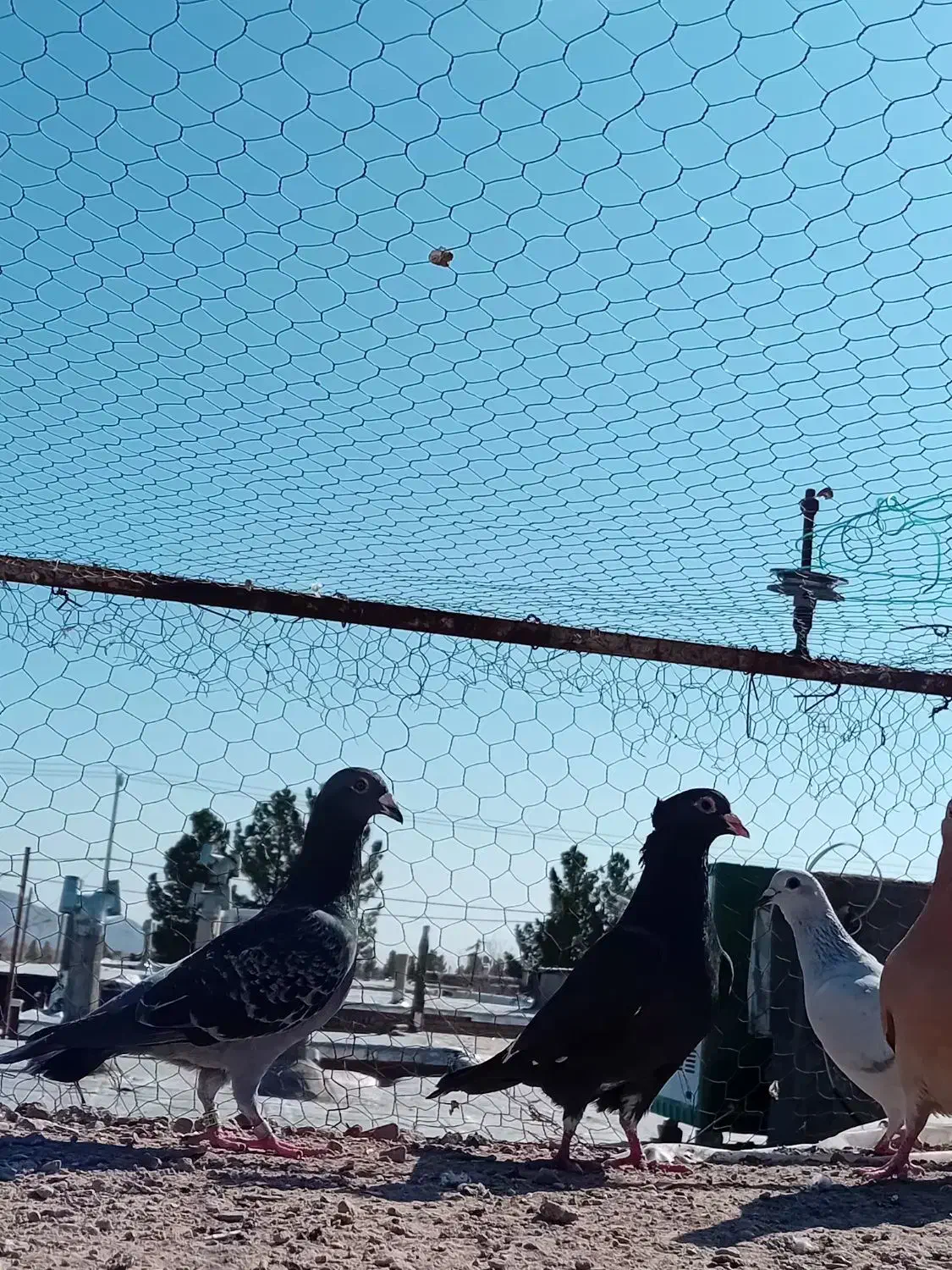 نرکفتر|پرنده|قائن, |دیوار