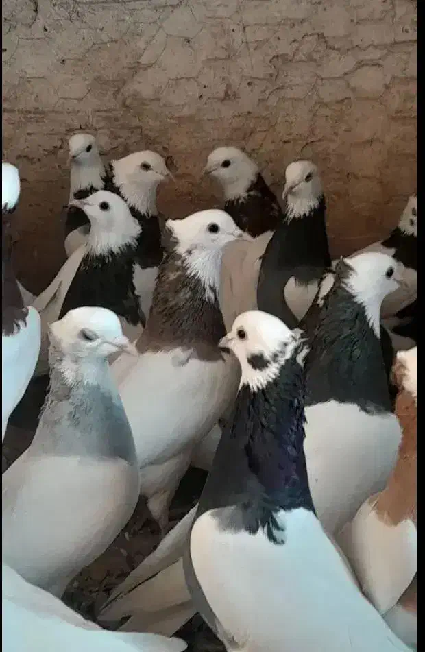 کفترطوقی|پرنده|مشکیندشت, |دیوار