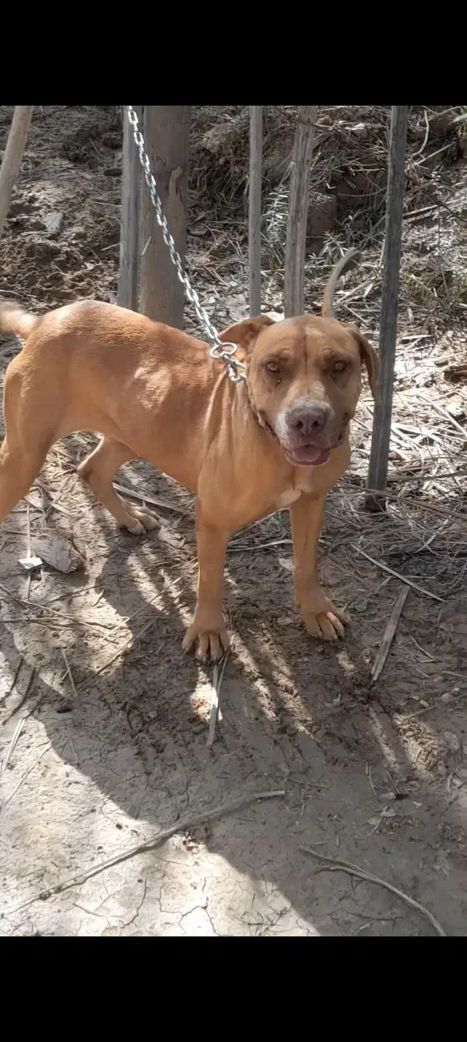 ۲قلاده سگ|سگ|آبپخش, |دیوار