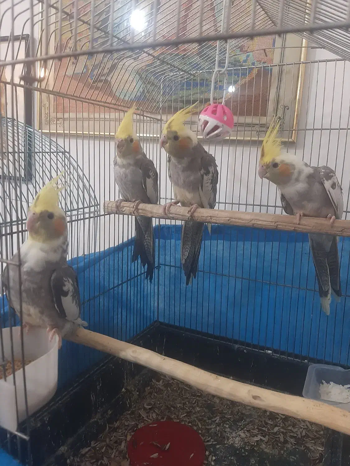 عروس هلندی ۲ ماهه|پرنده|فردیس, فردیس|دیوار