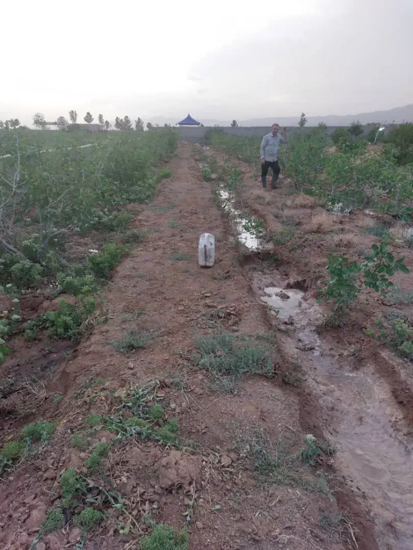 فروش باغ زراعی با درختان پسته و انار|فروش دفتر صنعتی، کشاورزی، تجاری|صفادشت, |دیوار