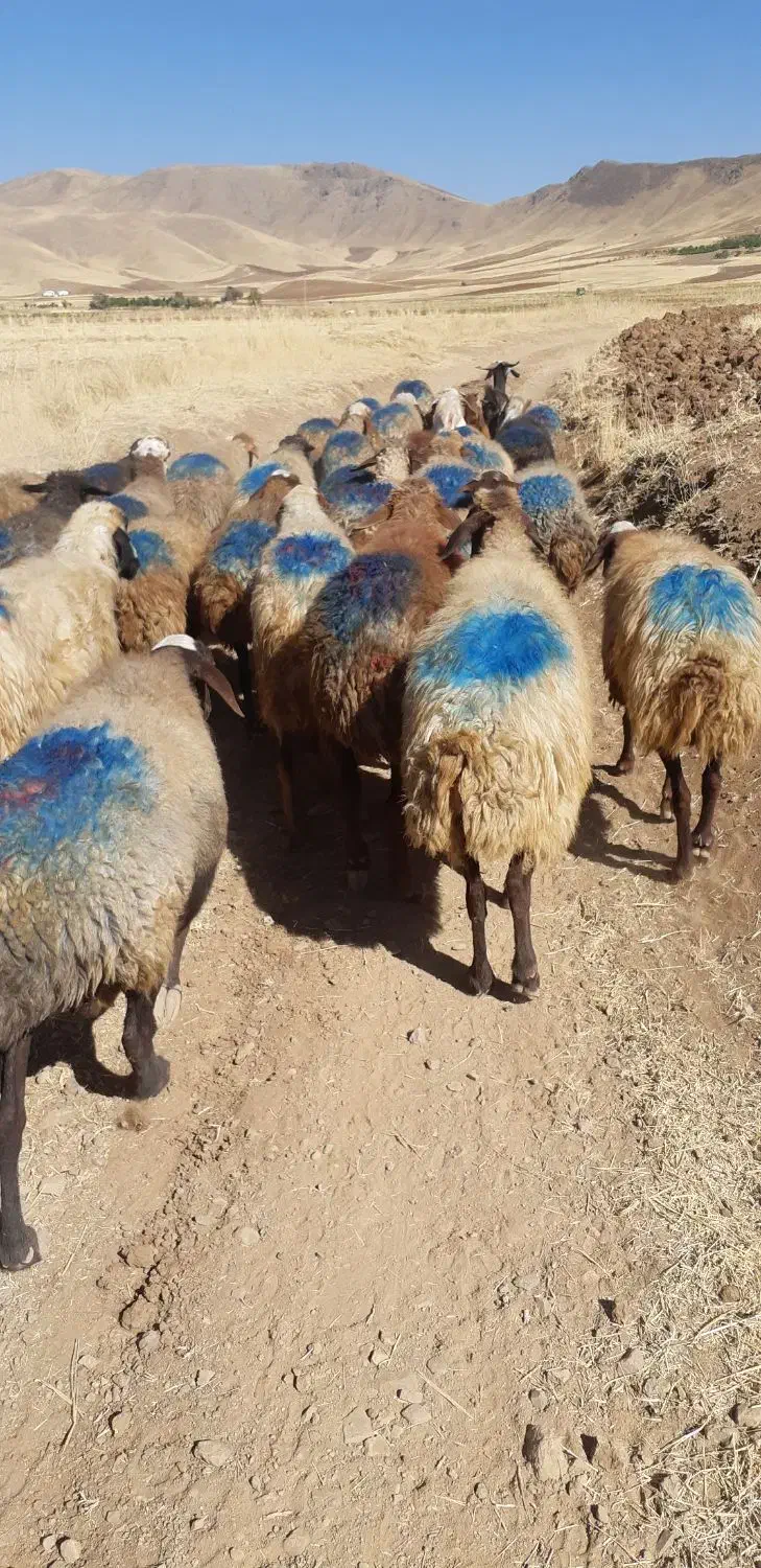 ۳۵راس گوسفند داشتی ۲زایده مابقی آبستن سنگین|حیوانات مزرعه|بهار, |دیوار