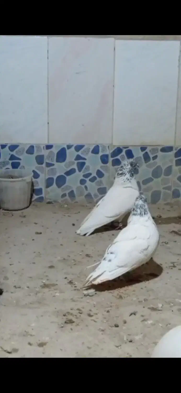 کفتر|پرنده|بستان آباد, |دیوار