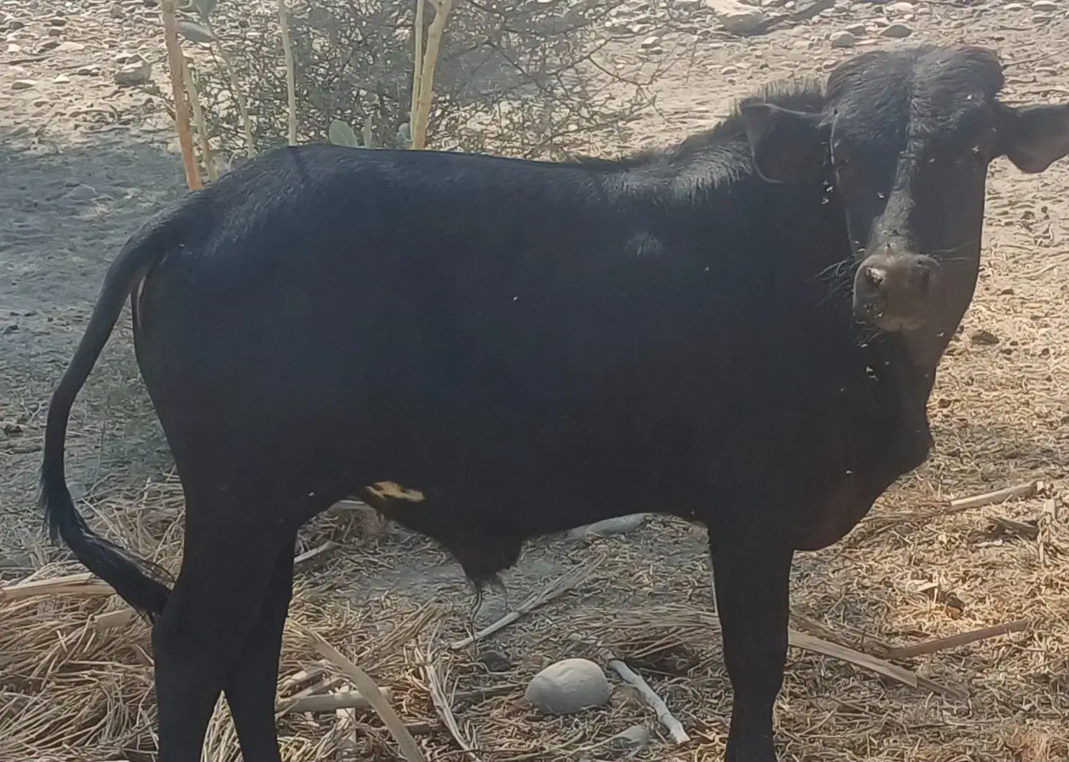 فروش بز،غوچ،نرگاو|حیوانات مزرعه|توکهور, |دیوار