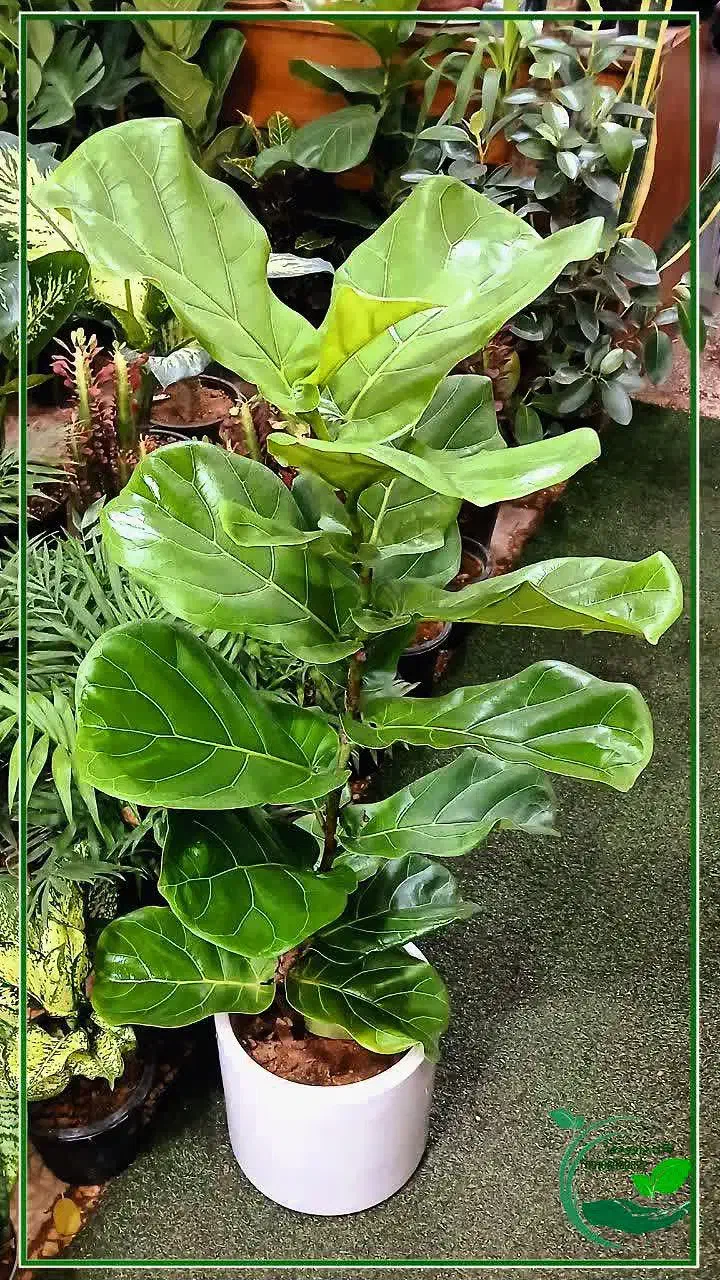 گل یوکا بنسای آگلونما پتوس لیراتا فیکوس آلتیسما|گل و گیاه طبیعی|قم, سنگ بند|دیوار