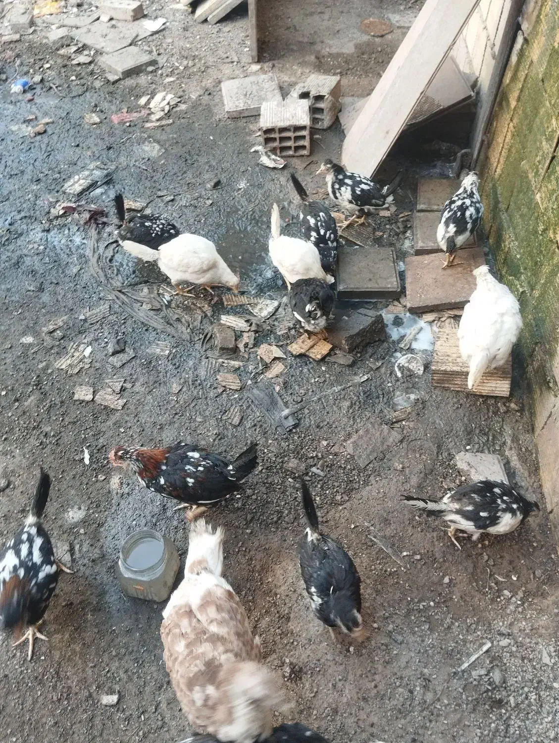 باعرض سلام 13عددجوجه مرغ گلیم بفروش میرسد|حیوانات مزرعه|تاکستان, |دیوار