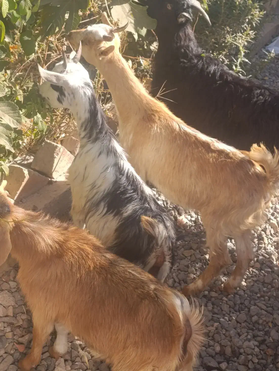 4راس بزغاله شیرمست نژاد عالی|حیوانات مزرعه|کرج, خرمدشت|دیوار