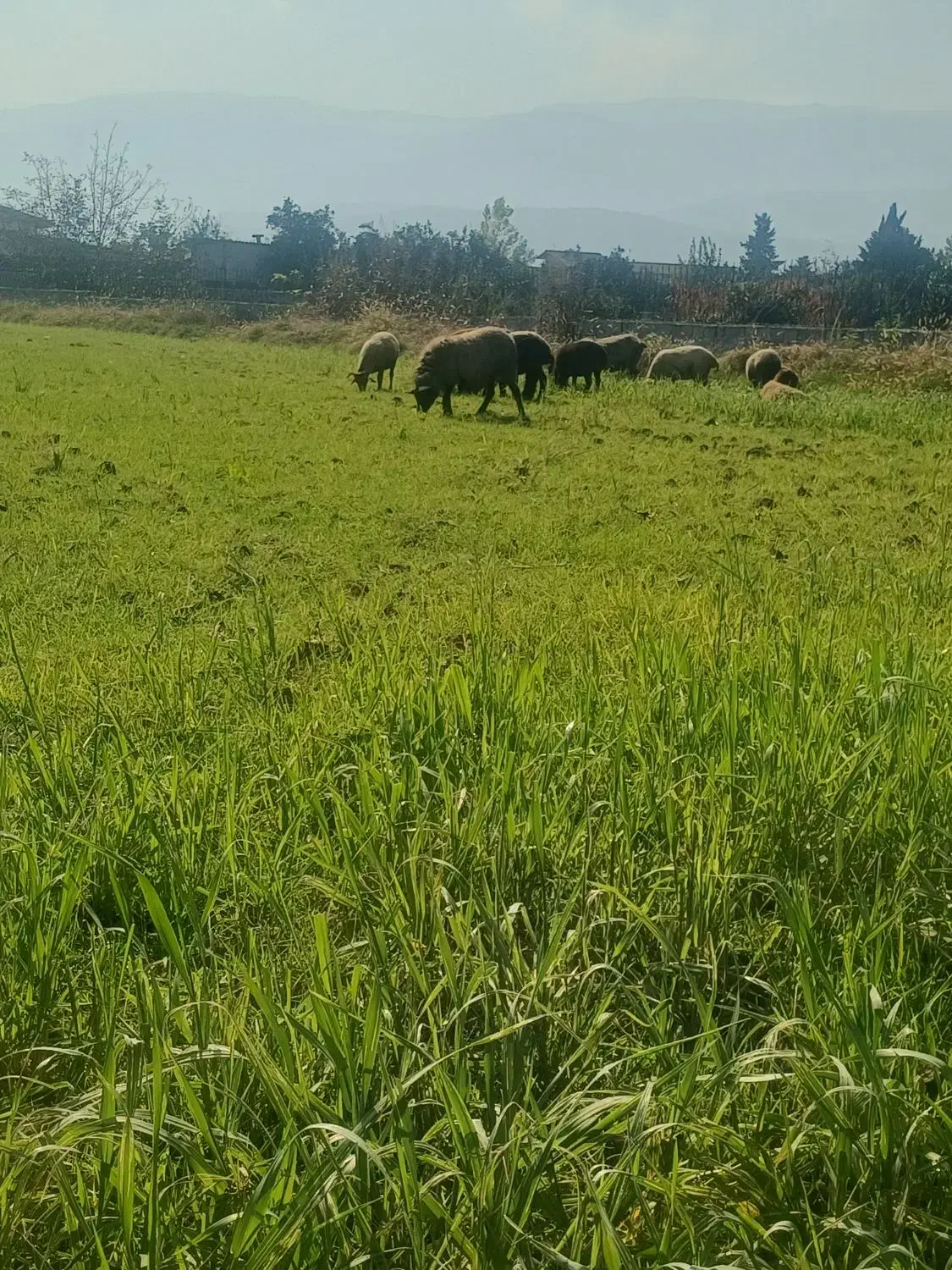 گوسفند زنده رومانوف|حیوانات مزرعه|امامزاده عبدالله, |دیوار